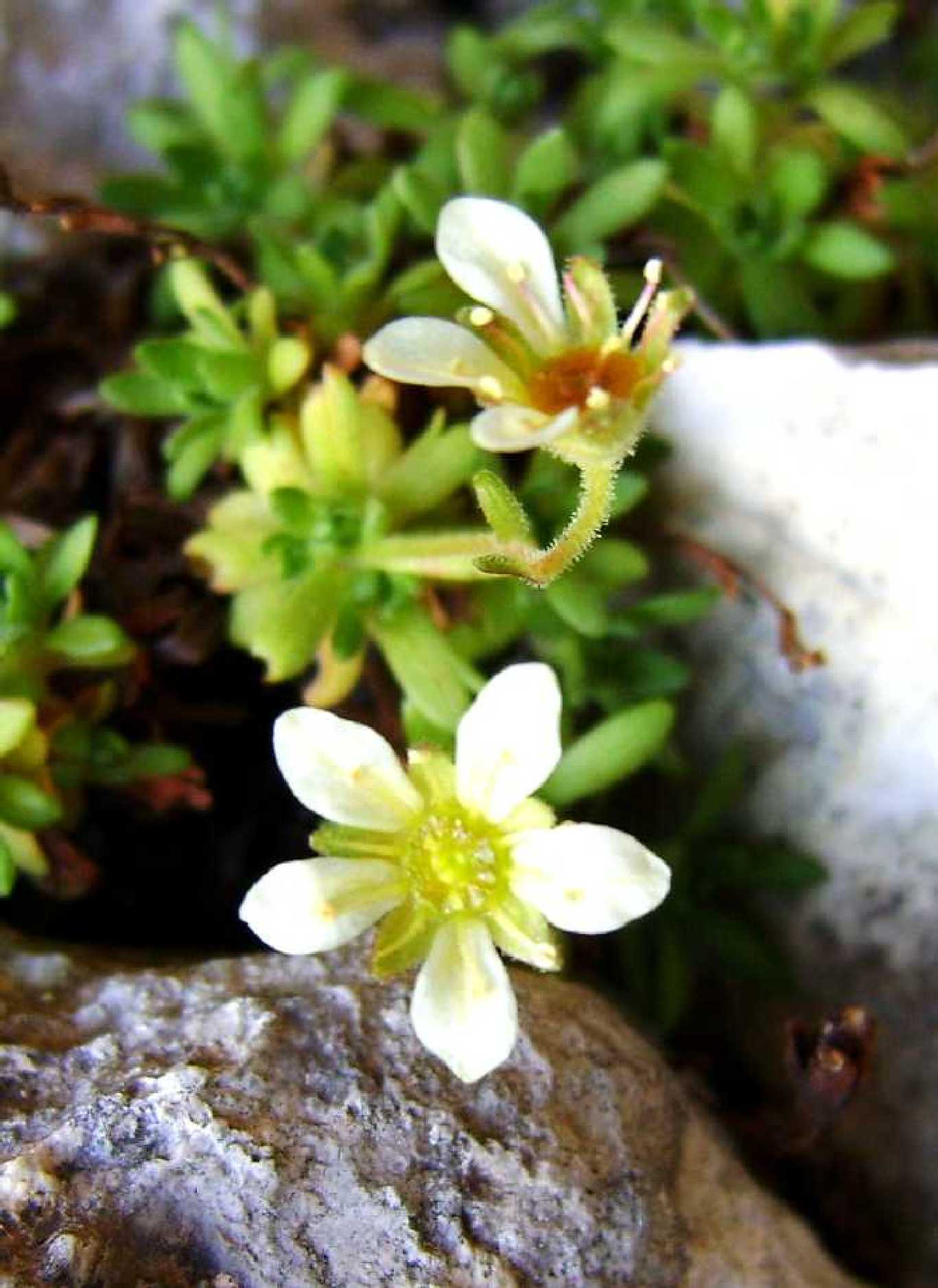 Saxifraga exarata / Sassifraga solcata